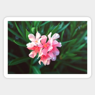 Pink Nerium oleander flower against natural green background Sticker